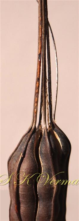  Basipetal dehiscence of capsule